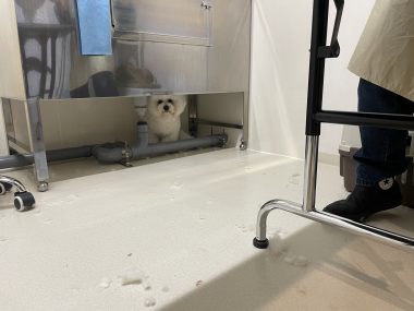 ビションフリーゼ おもち トリミング☆おやぶんお久しぶりです♡ IMG_2679-380x285 ビションフリーゼ おもち トリミング☆おやぶんお久しぶりです♡ IMG_2679-380x285