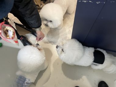 ビションフリーゼ おもち トリミング☆おやぶんお久しぶりです♡ IMG_2682-380x285 ビションフリーゼ おもち トリミング☆おやぶんお久しぶりです♡ IMG_2682-380x285