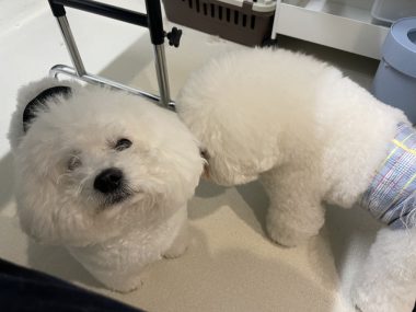 ビションフリーゼ おもち トリミング☆おやぶんお久しぶりです♡ IMG_2683-380x285 ビションフリーゼ おもち トリミング☆おやぶんお久しぶりです♡ IMG_2683-380x285