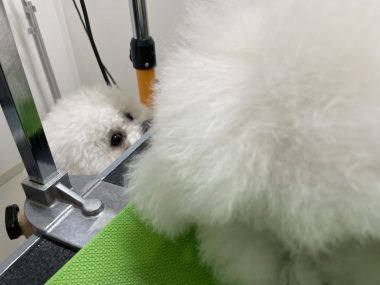 ビションフリーゼ おもち トリミング☆おやぶんお久しぶりです♡ IMG_2684-380x285 ビションフリーゼ おもち トリミング☆おやぶんお久しぶりです♡ IMG_2684-380x285