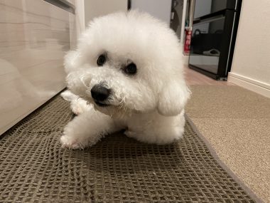 ビションフリーゼ おもち トリミング☆おやぶんお久しぶりです♡ IMG_2686-380x285 ビションフリーゼ おもち トリミング☆おやぶんお久しぶりです♡ IMG_2686-380x285