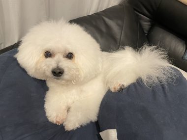 ビションフリーゼ おもち トリミング☆おやぶんお久しぶりです♡ IMG_2690-380x285 ビションフリーゼ おもち トリミング☆おやぶんお久しぶりです♡ IMG_2690-380x285