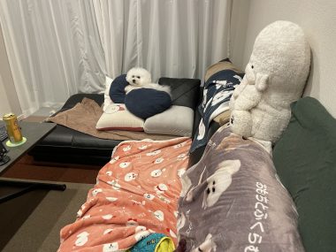 ビションフリーゼ おもち トリミング☆おやぶんお久しぶりです♡ IMG_2691-380x285 ビションフリーゼ おもち トリミング☆おやぶんお久しぶりです♡ IMG_2691-380x285