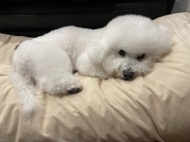 ビションフリーゼ おもち トリミング☆おやぶんお久しぶりです♡ IMG_2692-380x285 ビションフリーゼ おもち トリミング☆おやぶんお久しぶりです♡ IMG_2692-380x285