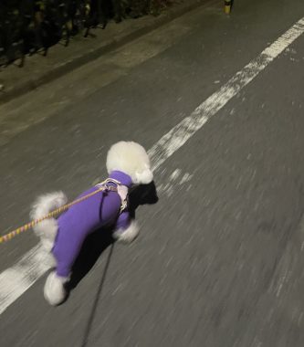 ビションフリーゼ おもち さくらさんぽ彡やきにく海山\(^o^)/ IMG_2701-333x380 ビションフリーゼ おもち さくらさんぽ彡やきにく海山\(^o^)/ IMG_2701-333x380