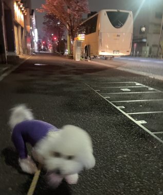 ビションフリーゼ おもち さくらさんぽ彡やきにく海山\(^o^)/ IMG_2703-317x380 ビションフリーゼ おもち さくらさんぽ彡やきにく海山\(^o^)/ IMG_2703-317x380