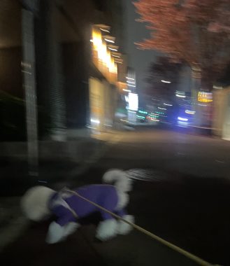 ビションフリーゼ おもち さくらさんぽ彡やきにく海山\(^o^)/ IMG_2704-329x380 ビションフリーゼ おもち さくらさんぽ彡やきにく海山\(^o^)/ IMG_2704-329x380