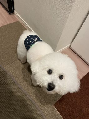 ビションフリーゼ おもち さくらさんぽ彡やきにく海山\(^o^)/ IMG_2707-scaled-e1774788613970-285x380 ビションフリーゼ おもち さくらさんぽ彡やきにく海山\(^o^)/ IMG_2707-scaled-e1774788613970-285x380