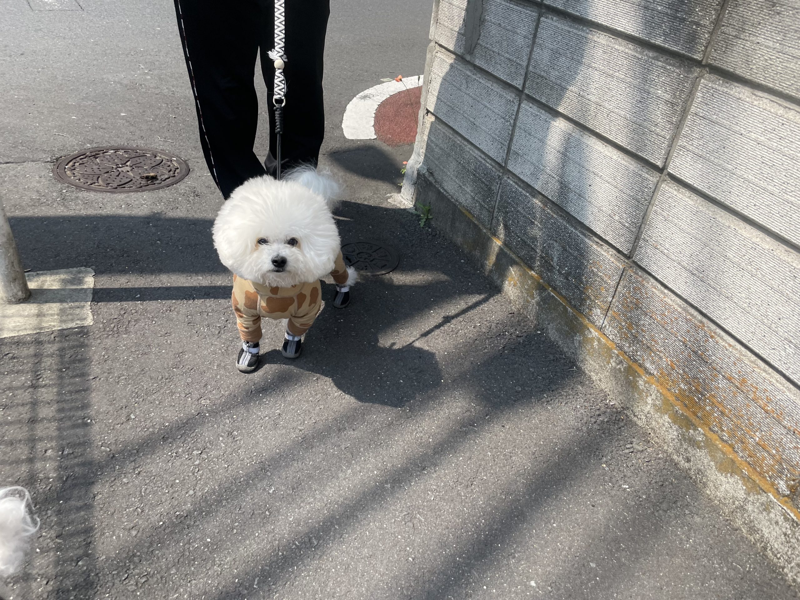ビションフリーゼ おもち さくらさんぽ彡やきにく海山\(^o^)/ IMG_2712-scaled ビションフリーゼ おもち さくらさんぽ彡やきにく海山\(^o^)/ IMG_2712-scaled