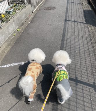 ビションフリーゼ おもち さくらさんぽ彡やきにく海山\(^o^)/ IMG_2713-330x380 ビションフリーゼ おもち さくらさんぽ彡やきにく海山\(^o^)/ IMG_2713-330x380