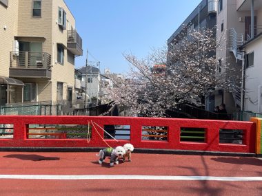 ビションフリーゼ おもち さくらさんぽ彡やきにく海山\(^o^)/ IMG_2714-380x285 ビションフリーゼ おもち さくらさんぽ彡やきにく海山\(^o^)/ IMG_2714-380x285