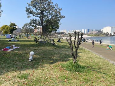 ビションフリーゼ おもち さくらさんぽ彡やきにく海山\(^o^)/ IMG_2716-380x285 ビションフリーゼ おもち さくらさんぽ彡やきにく海山\(^o^)/ IMG_2716-380x285