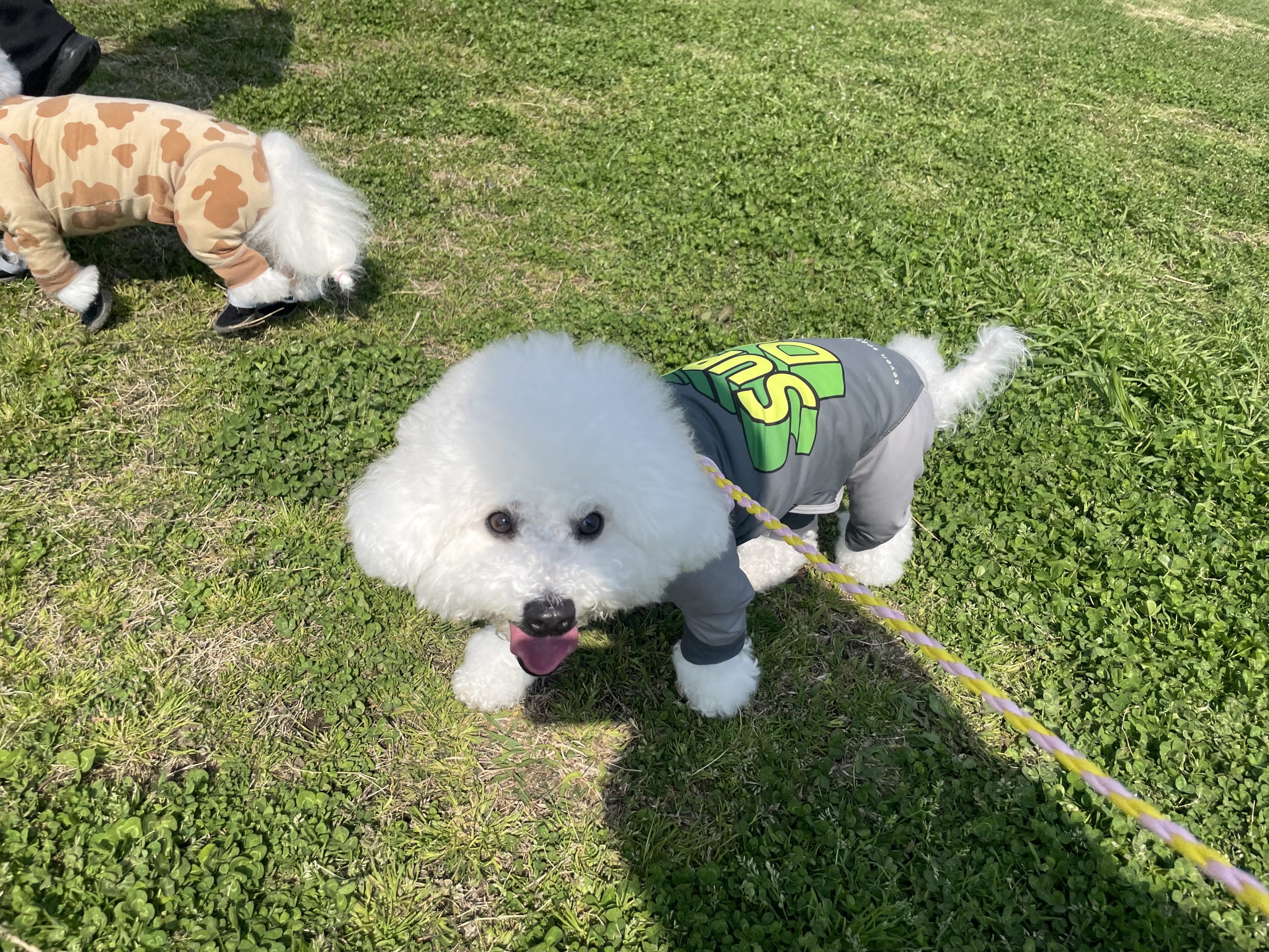 ビションフリーゼ おもち さくらさんぽ彡やきにく海山\(^o^)/ IMG_2717-scaled ビションフリーゼ おもち さくらさんぽ彡やきにく海山\(^o^)/ IMG_2717-scaled