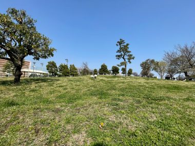 ビションフリーゼ おもち さくらさんぽ彡やきにく海山\(^o^)/ IMG_2718-380x285 ビションフリーゼ おもち さくらさんぽ彡やきにく海山\(^o^)/ IMG_2718-380x285