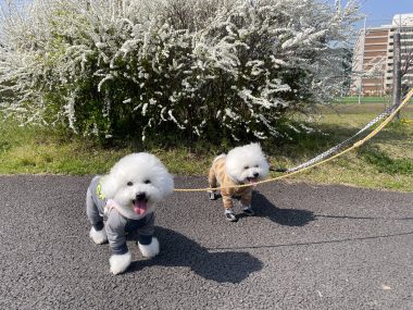 ビションフリーゼ おもち さくらさんぽ彡やきにく海山\(^o^)/ IMG_2720-380x285 ビションフリーゼ おもち さくらさんぽ彡やきにく海山\(^o^)/ IMG_2720-380x285