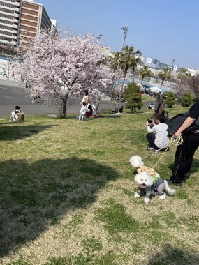 ビションフリーゼ おもち さくらさんぽ彡やきにく海山\(^o^)/ IMG_2721-scaled-e1774791646554-285x380 ビションフリーゼ おもち さくらさんぽ彡やきにく海山\(^o^)/ IMG_2721-scaled-e1774791646554-285x380