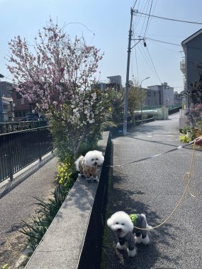 ビションフリーゼ おもち さくらさんぽ彡やきにく海山\(^o^)/ IMG_2725-scaled-e1774791703900-285x380 ビションフリーゼ おもち さくらさんぽ彡やきにく海山\(^o^)/ IMG_2725-scaled-e1774791703900-285x380