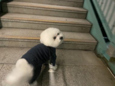 ビションフリーゼ おもち 目黒川の桜🌸おじ写真 IMG_2744-380x285 ビションフリーゼ おもち 目黒川の桜🌸おじ写真 IMG_2744-380x285