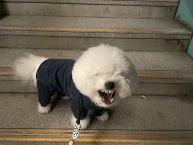 ビションフリーゼ おもち 目黒川の桜🌸おじ写真 IMG_2748-380x285 ビションフリーゼ おもち 目黒川の桜🌸おじ写真 IMG_2748-380x285