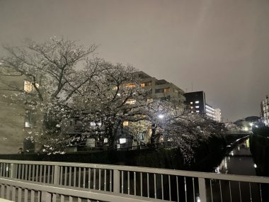 ビションフリーゼ おもち 目黒川の桜🌸おじ写真 IMG_2750-380x285 ビションフリーゼ おもち 目黒川の桜🌸おじ写真 IMG_2750-380x285