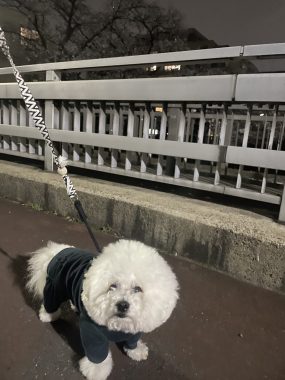 ビションフリーゼ おもち 目黒川の桜🌸おじ写真 IMG_2751-scaled-e1774949770202-285x380 ビションフリーゼ おもち 目黒川の桜🌸おじ写真 IMG_2751-scaled-e1774949770202-285x380