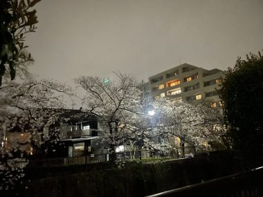 ビションフリーゼ おもち 目黒川の桜🌸おじ写真 IMG_2752-380x285 ビションフリーゼ おもち 目黒川の桜🌸おじ写真 IMG_2752-380x285