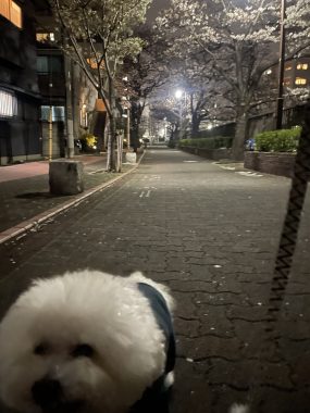 ビションフリーゼ おもち 目黒川の桜🌸おじ写真 IMG_2753-scaled-e1774949795174-285x380 ビションフリーゼ おもち 目黒川の桜🌸おじ写真 IMG_2753-scaled-e1774949795174-285x380