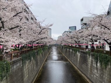 ビションフリーゼ おもち 目黒川の桜🌸おじ写真 IMG_2756-380x285 ビションフリーゼ おもち 目黒川の桜🌸おじ写真 IMG_2756-380x285