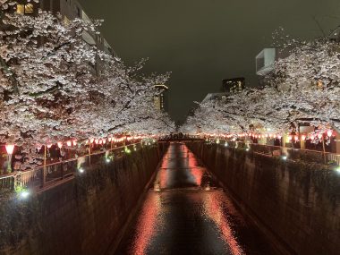 ビションフリーゼ おもち 目黒川の桜🌸おじ写真 IMG_2757-380x285 ビションフリーゼ おもち 目黒川の桜🌸おじ写真 IMG_2757-380x285