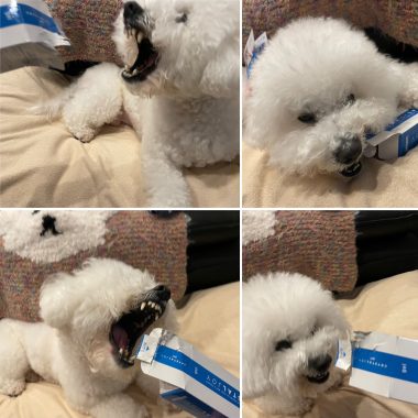 ビションフリーゼ　おもち  狂犬病のワクチンと虫の薬と歯磨きモニター 60ED2F77-8BBB-412E-9E46-FCE683EEC1E7-380x380