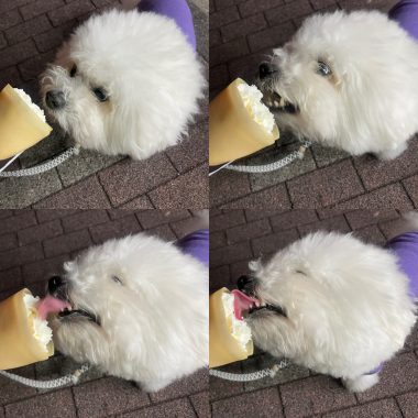 ビションフリーゼ　おもち  夜のおやつ EF46B304-AA32-4C66-99DD-016F34A69406-380x380