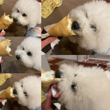 ビションフリーゼ　おもち  夜のおやつ FC6772CE-21A1-408C-8720-7C944D597342-380x380