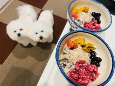 ビションフリーゼ　おもち  おもふく飯色々 IMG_2645-380x285