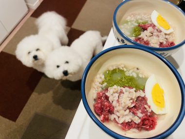 ビションフリーゼ　おもち  おもふく飯色々 IMG_2661-380x285