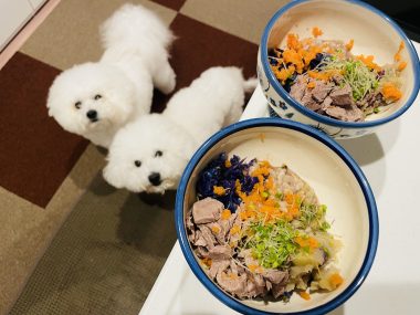 ビションフリーゼ　おもち  おもふく飯色々 IMG_2669-380x285