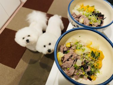 ビションフリーゼ　おもち  おもふく飯色々 IMG_2685-380x285