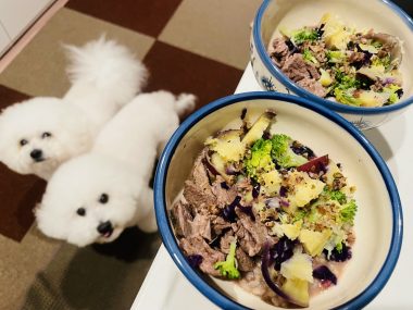 ビションフリーゼ　おもち  おもふく飯色々 IMG_2705-380x285