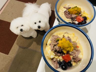 ビションフリーゼ　おもち  おもふく飯色々 IMG_2740-380x285