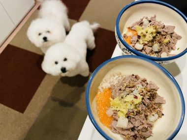 ビションフリーゼ　おもち  おもふく飯色々 IMG_2754-380x285