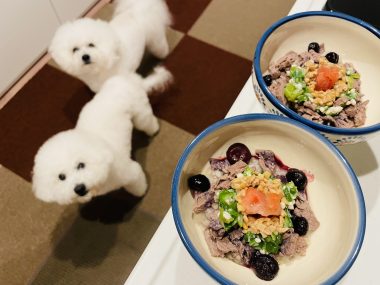 ビションフリーゼ　おもち  おもふく飯色々 IMG_2758-380x285