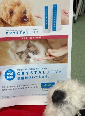 ビションフリーゼ　おもち  狂犬病のワクチンと虫の薬と歯磨きモニター IMG_2761-279x380