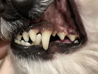 ビションフリーゼ　おもち  狂犬病のワクチンと虫の薬と歯磨きモニター IMG_2764-380x285