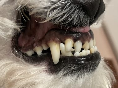 ビションフリーゼ　おもち  狂犬病のワクチンと虫の薬と歯磨きモニター IMG_2765-380x285