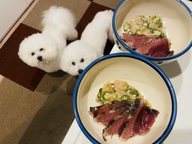 ビションフリーゼ　おもち  おもふく飯色々 IMG_2770-380x285