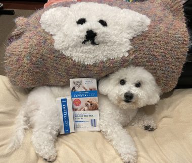 ビションフリーゼ　おもち  狂犬病のワクチンと虫の薬と歯磨きモニター IMG_2773-380x324