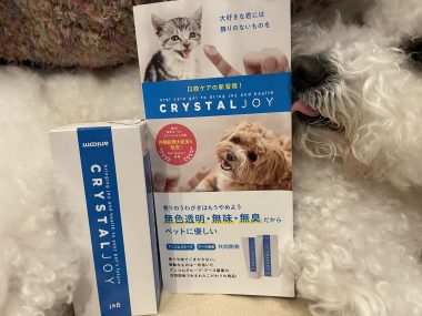 ビションフリーゼ　おもち  狂犬病のワクチンと虫の薬と歯磨きモニター IMG_2774-380x285