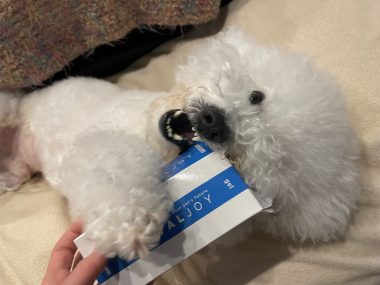 ビションフリーゼ　おもち  狂犬病のワクチンと虫の薬と歯磨きモニター IMG_2783-380x285