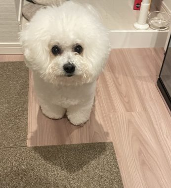 ビションフリーゼ　おもち  狂犬病のワクチンと虫の薬と歯磨きモニター IMG_2784-346x380