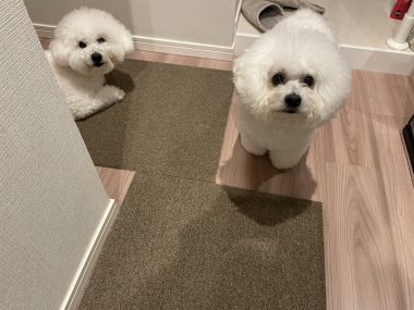 ビションフリーゼ　おもち  狂犬病のワクチンと虫の薬と歯磨きモニター IMG_2785-380x285