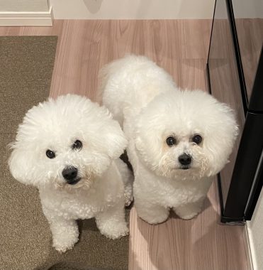 ビションフリーゼ　おもち  狂犬病のワクチンと虫の薬と歯磨きモニター IMG_2786-371x380